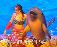 海洋館海豚喂養(yǎng)與訓練